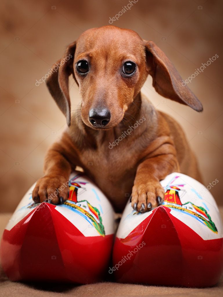 epositphotos_7806090-Dachshund-with-hollands-boots.jpg