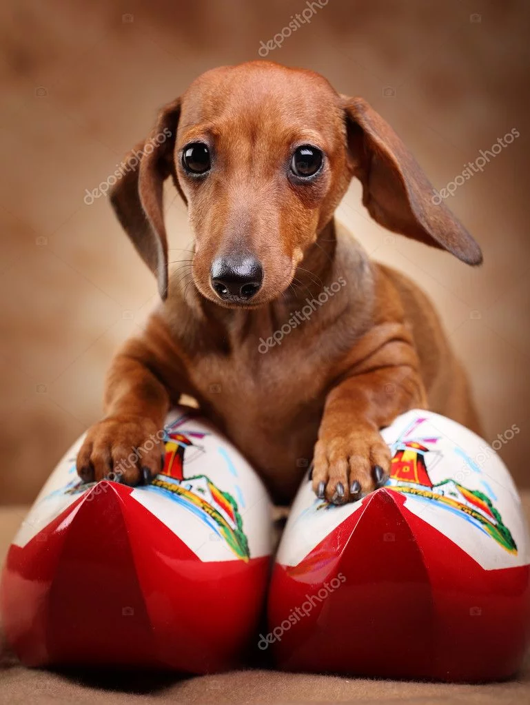 epositphotos_7806090-Dachshund-with-hollands-boots.webp