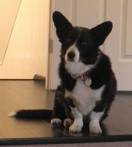 erColliePembrokeWelshCorgiHybridDogsLizzy5YearsOld.webp