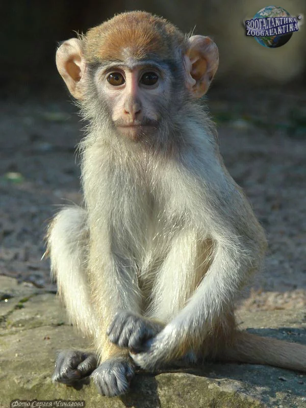erythrocebus-patas_12.webp