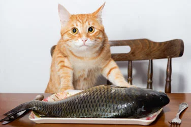ethoxyquin_feeding_fish_to_cats.webp