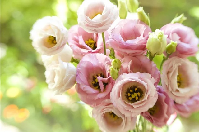 eustoma_03.webp