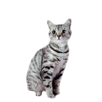 evil_cat_by_masacrar-d3lpamh.gif