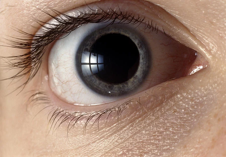 ew-of-human-eye-with-dilated-pupil-adam-hart-davis.webp