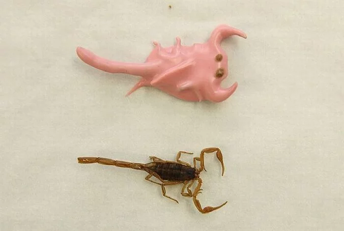 exotic_insect_candies_03.webp