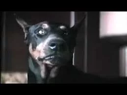 eyes-of-angel-doberman-dog.webp