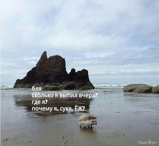 еж.jpg