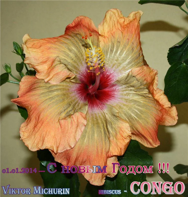 f0315b78ee613b8dfdf7580538a90b99.webp