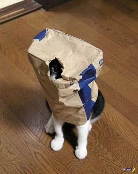 f0babf.webp