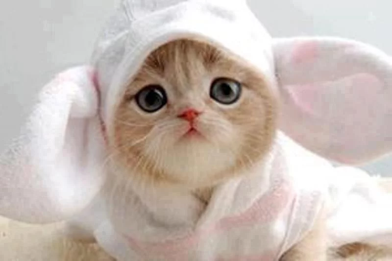 f0hbfc.webp