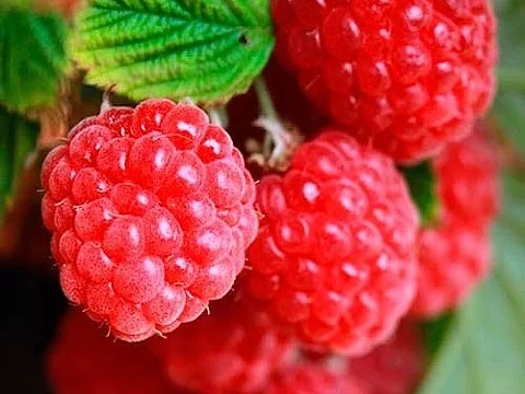 f1bceh.webp