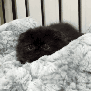 f1cbdd.gif