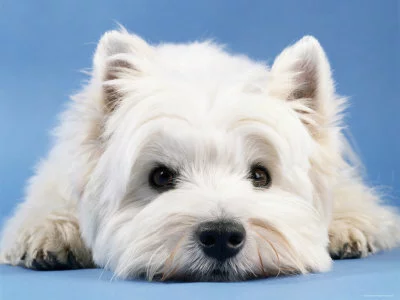 f20110119183744-west_20highland_20white_20terrier.webp