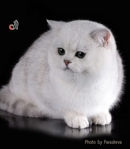 f2acbe.webp
