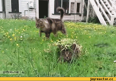 f2eaae48d3914b82.gif