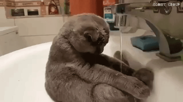 f2f4897bec1d4d8bbeef.gif