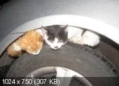 f3ca37f086385c11f2b41367b73058f8.webp