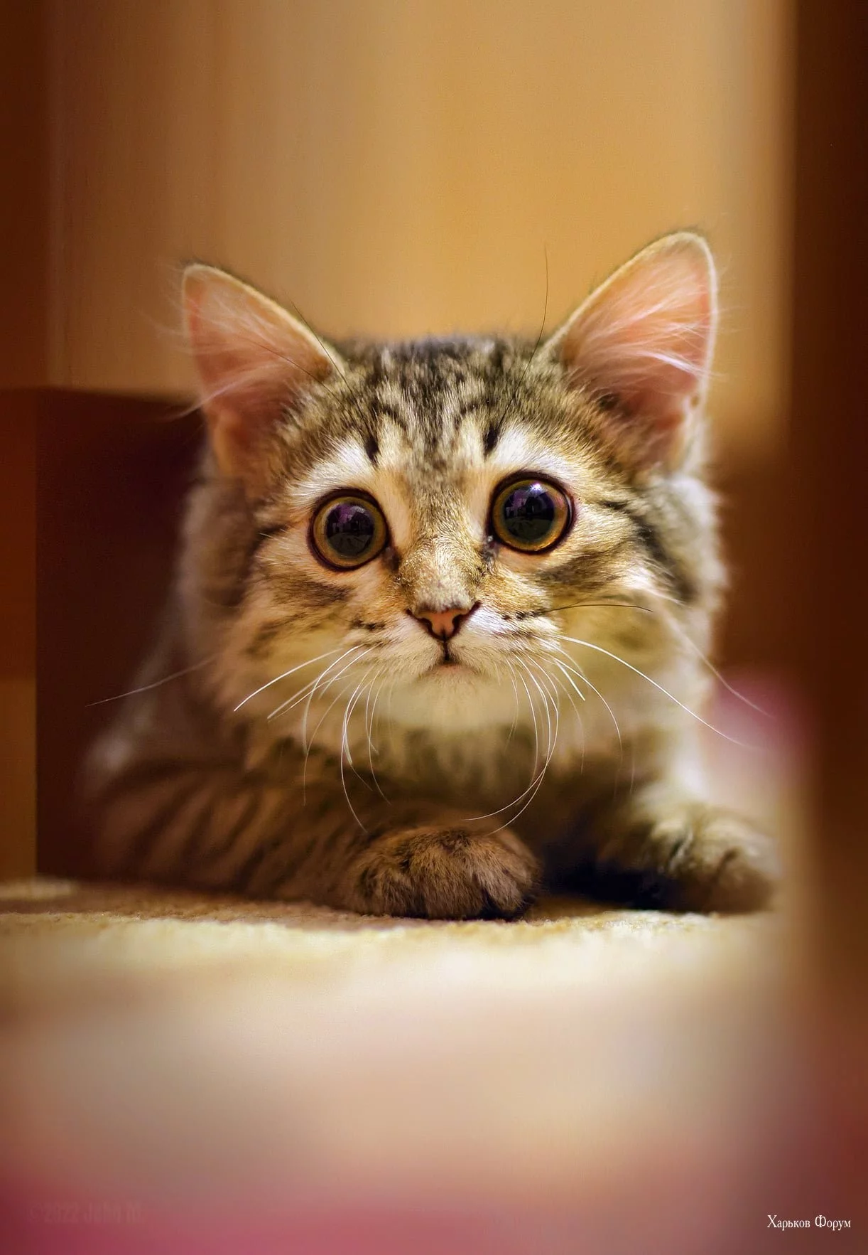 f3e29793578bd8d328a.webp
