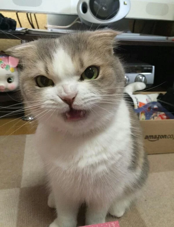F3RwSUmCOUM.webp