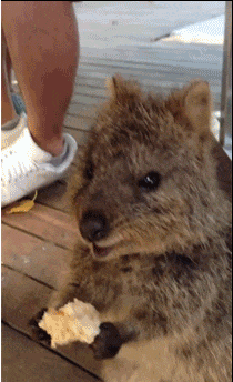 f4650032f6e7a59f283.gif