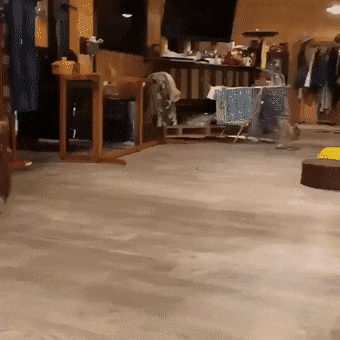 f48e3326fbd940e1468d5262f4533f221617ac71.gif