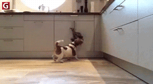 f4b05f155f53e85645705.gif