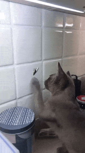 f4d4612897229aafbe66.gif
