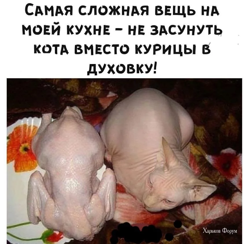 f5170a977909ba268698.webp