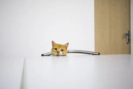 f5533ad-poroshenko-cat2.webp