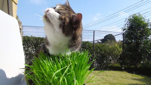 f5c859cf8698bd675b24.gif