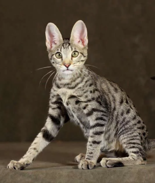 f6-savannah-kittens-mommyversace.webp