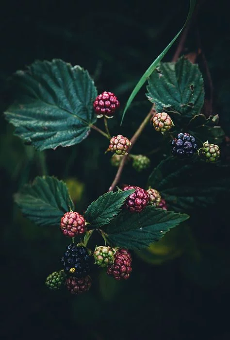 f62aa0bba46fa96c4423f349931f12ea.webp