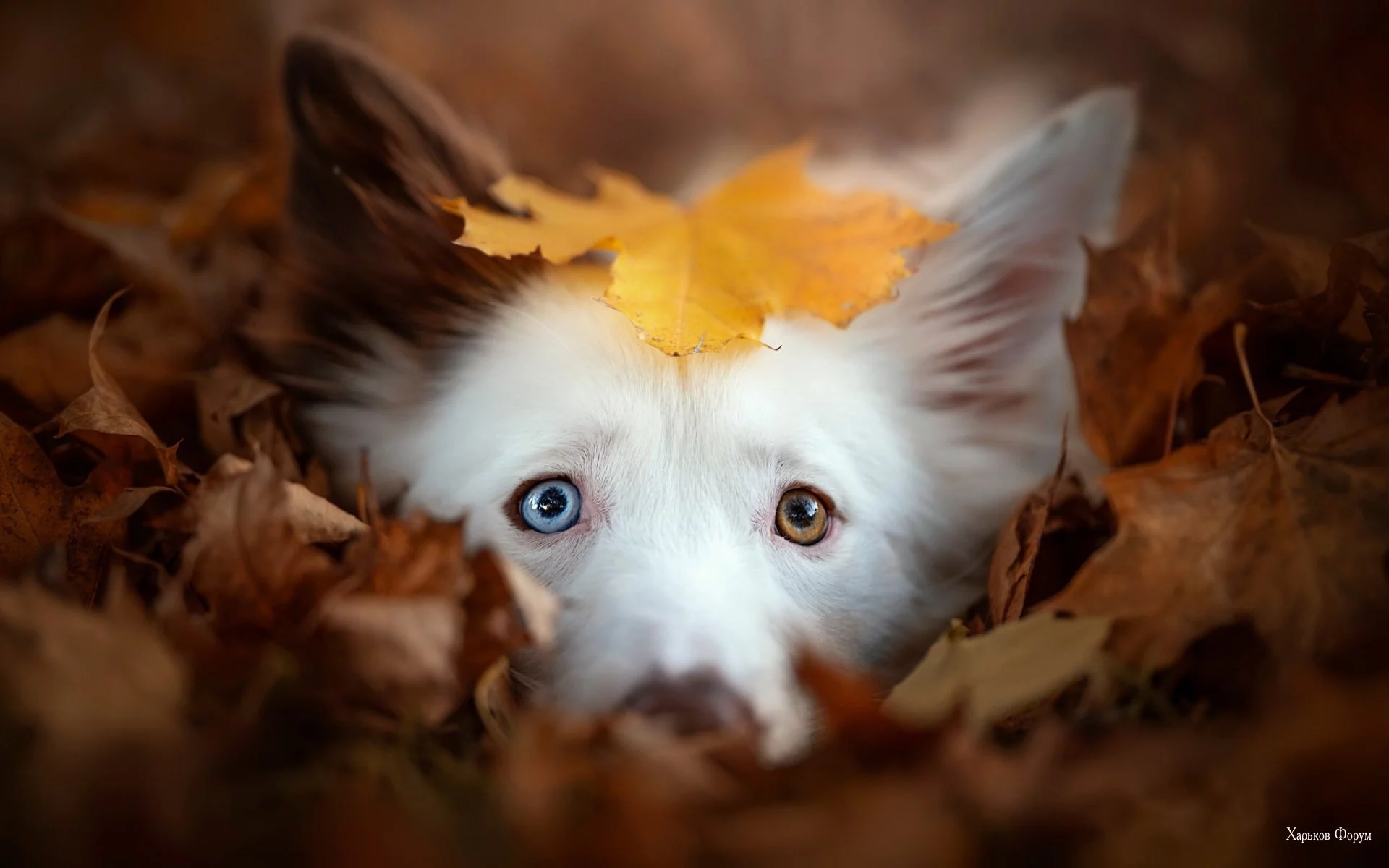 f63801f411c7ef97c.webp