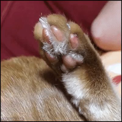 f6bd6e0fefc009aef4.gif