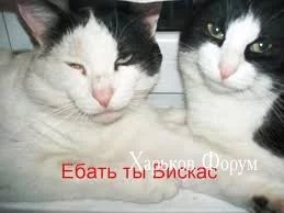f71f93ff77c13d241b72dc.webp