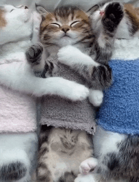 f729cac786988cc3e646264e.gif