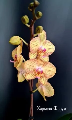 f7ca83378df2f5087bc.webp