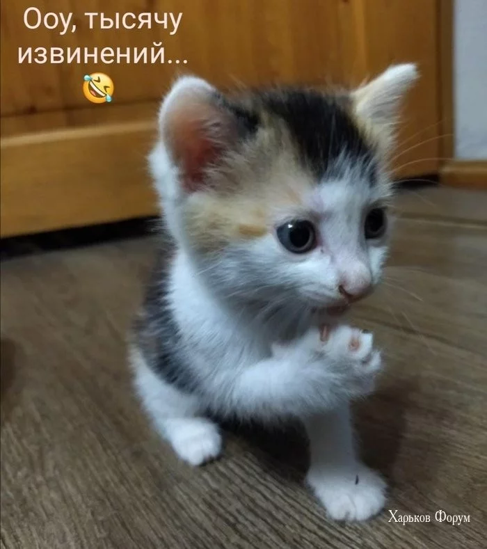 f7ebc8adadef3710.webp