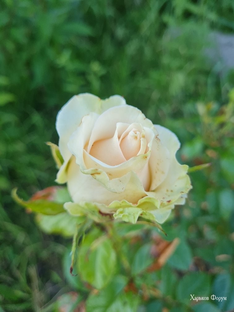 f7f7bd6a9fd06618f7.jpg