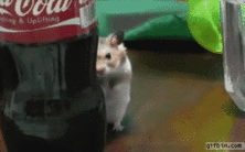 f80bfa0da3a71bf7e.gif