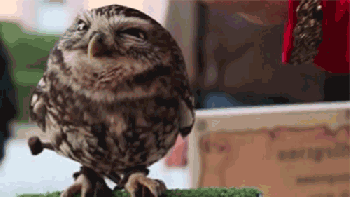 f87a8bf6c51c77d3.gif