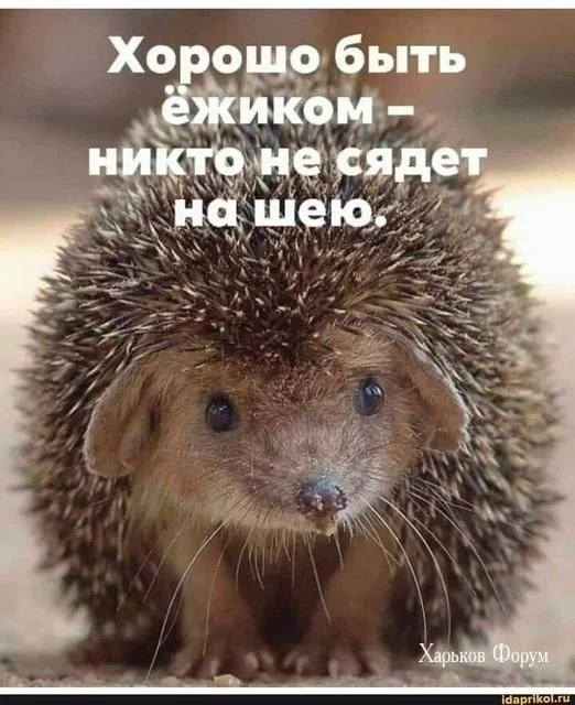 f887f2e3f5440be1fd4da75.webp