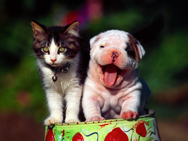 f8c69ee6b2ab26cd365e815530_dogs_and_cats_wallpaper.jpg