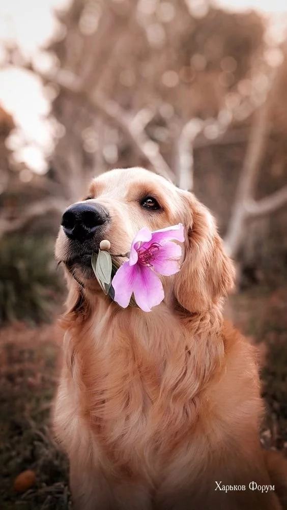 f8ecdf3930b96c53d608.webp