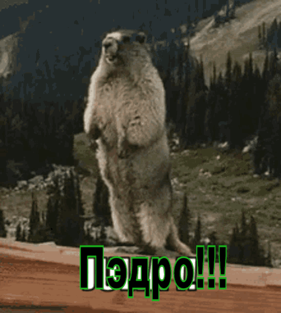 f99a64abfeefd985df29b0.gif