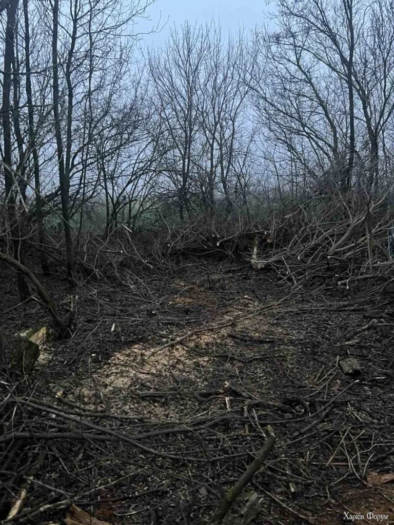 деревья срубили на Лозовщине
