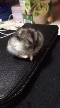 fa0f509ffae6abb24f33.gif