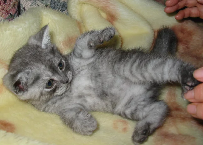 fa5aff.webp