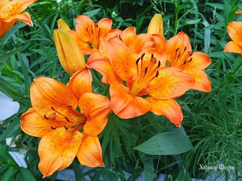 fa7645c9d04d8b2029.webp
