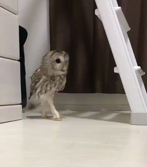 faajd0.gif